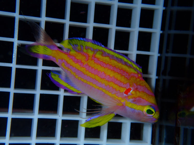 f59.jpg